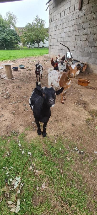 Saint-Martin-Saint-Firmin Les Mini-Chaumieresヴィラ エクステリア 写真